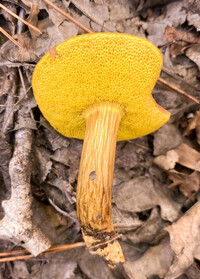 Aureoboletus innixus image