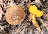 Aureoboletus innixus image