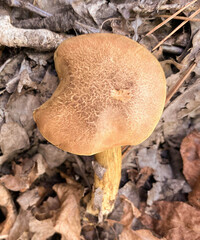 Aureoboletus innixus image