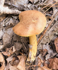 Aureoboletus innixus image