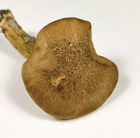 Aureoboletus innixus image