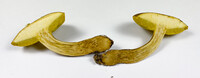 Aureoboletus innixus image