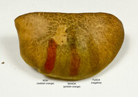 Aureoboletus innixus image