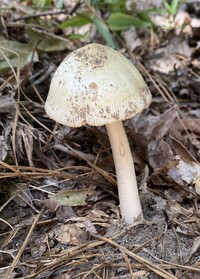 Amanita williamsiae image