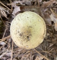 Amanita williamsiae image