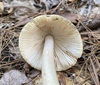 Amanita williamsiae image