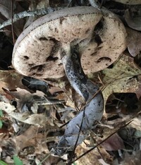 Tylopilus alboater image