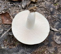 Lactarius glaucescens image