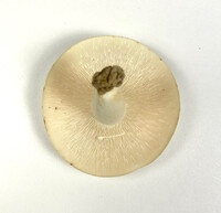 Lactarius glaucescens image