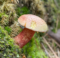 Amoenoboletus weberi image