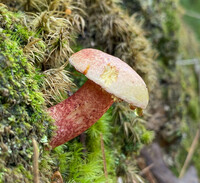 Amoenoboletus weberi image