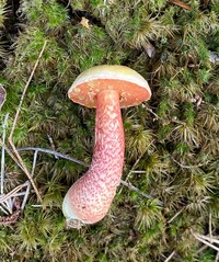 Image of Amoenoboletus weberi