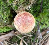 Amoenoboletus weberi image