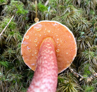 Amoenoboletus weberi image