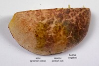 Amoenoboletus weberi image