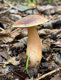 Aureoboletus auriporus image