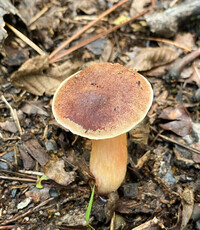 Aureoboletus auriporus image