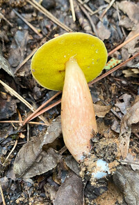 Aureoboletus auriporus image