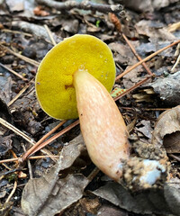 Aureoboletus auriporus image