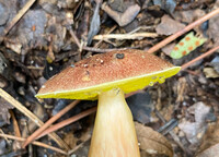 Aureoboletus auriporus image