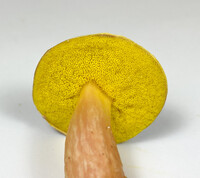 Aureoboletus auriporus image