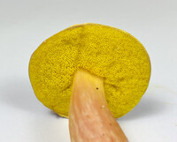 Aureoboletus auriporus image