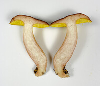 Aureoboletus auriporus image