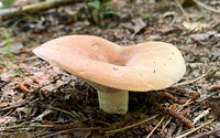 Lactifluus allardii image