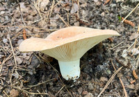 Lactifluus allardii image