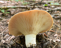 Lactifluus allardii image