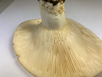 Lactifluus allardii image