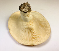 Lactifluus allardii image