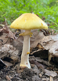 Amanita flavorubens image