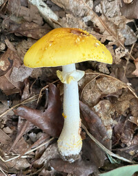 Amanita flavorubens image