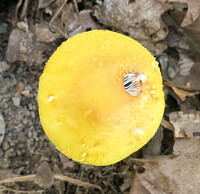 Amanita flavorubens image