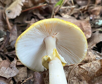 Amanita flavorubens image