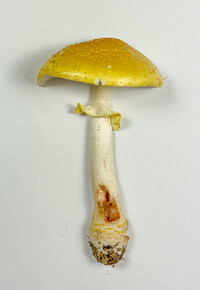 Amanita flavorubens image