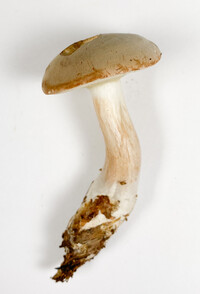 Imleria pallida image