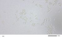 Purpureocillium atypicola image