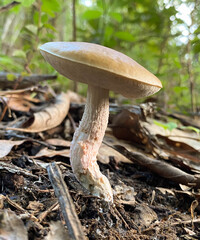 Leccinum roseoscabrum image