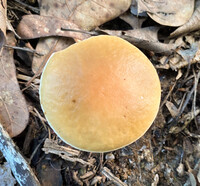 Leccinum roseoscabrum image