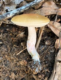 Leccinum roseoscabrum image