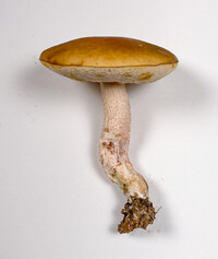 Leccinum roseoscabrum image