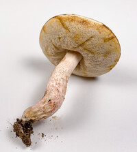 Leccinum roseoscabrum image