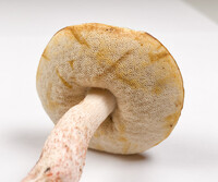 Leccinum roseoscabrum image