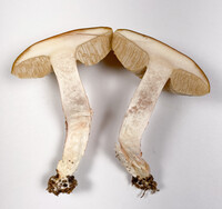 Leccinum roseoscabrum image