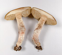 Leccinum roseoscabrum image