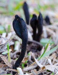 Trichoglossum octopartitum image