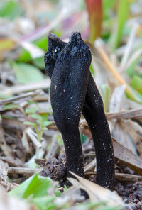 Trichoglossum octopartitum image