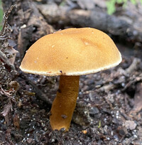 Gyroporus smithii image